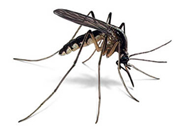 invasions-de-moustiques