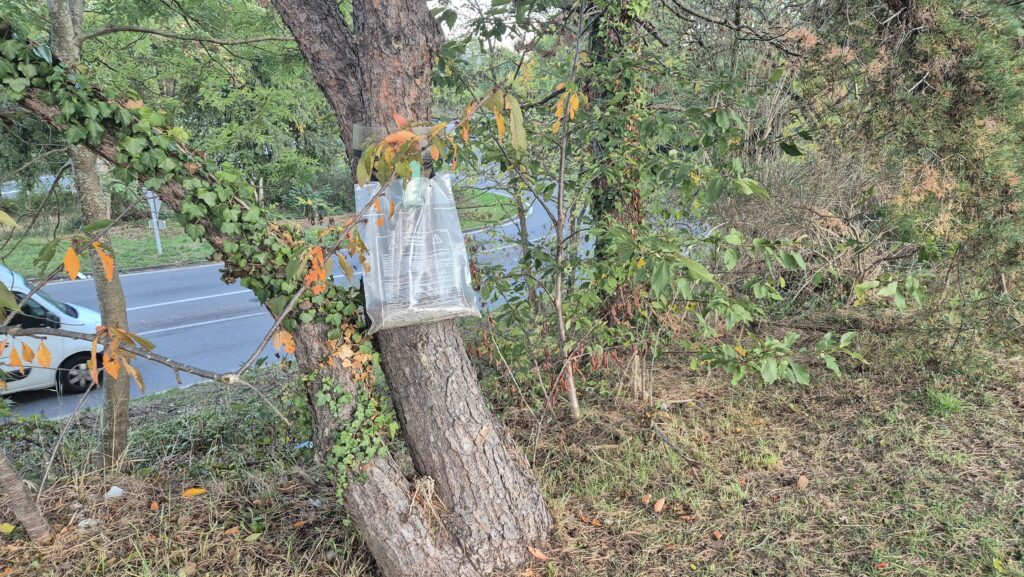 aire de jeux chenilles urticantes 